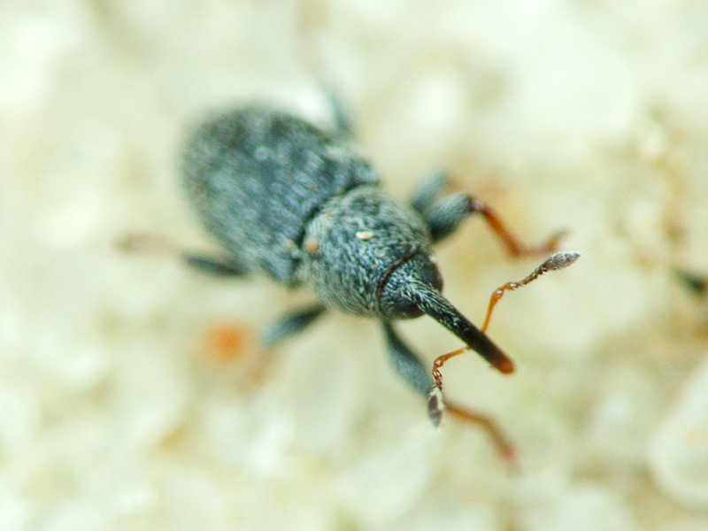 Curculionidae Latreille, 1802